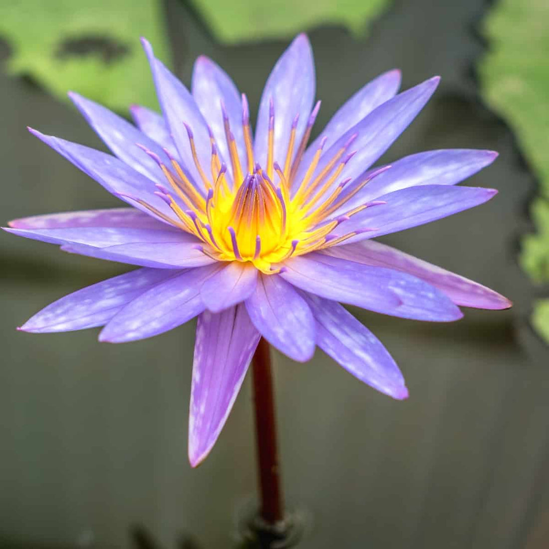 Herb of the Week Blue Lotus Benefits for Spiritual Self Care
